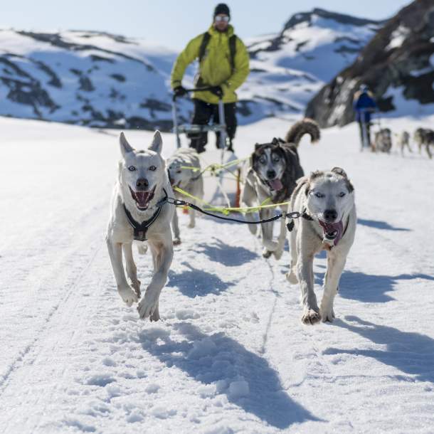 Dog sledding at Sirdal Huskyfarm