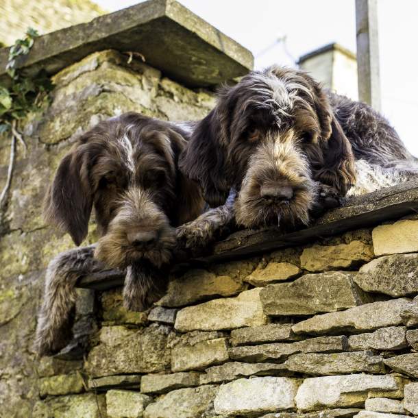 Two dogs looking over a wall