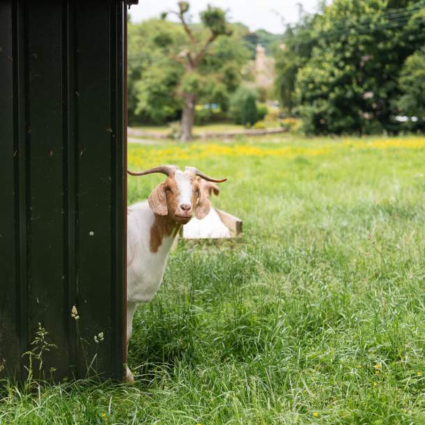 A goat peeks around a metal shed to look at the camera