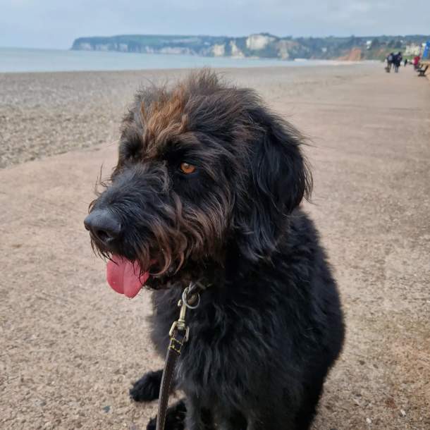 Chief Brody’s guide to a dog friendly day out in Seaton
