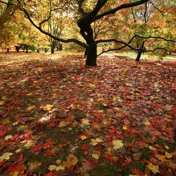 Fallen leaves in myriad of reds, browns and yellows blanket the ground beneath magnificent trees at Westonbirt Arboretum