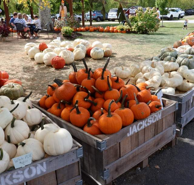 Jackson's Orchard Pumpkin Festival