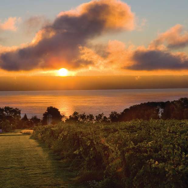 Vineyard Lake Sunset