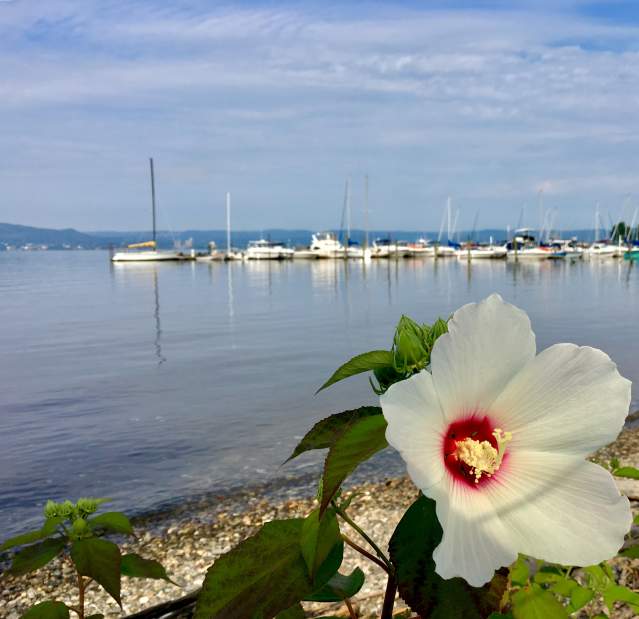 A white flower is in full bloom. In the background is the Hudson River and sailboats docked in a marina.