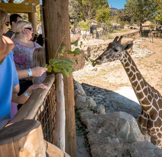 Giraffes at Zoo
