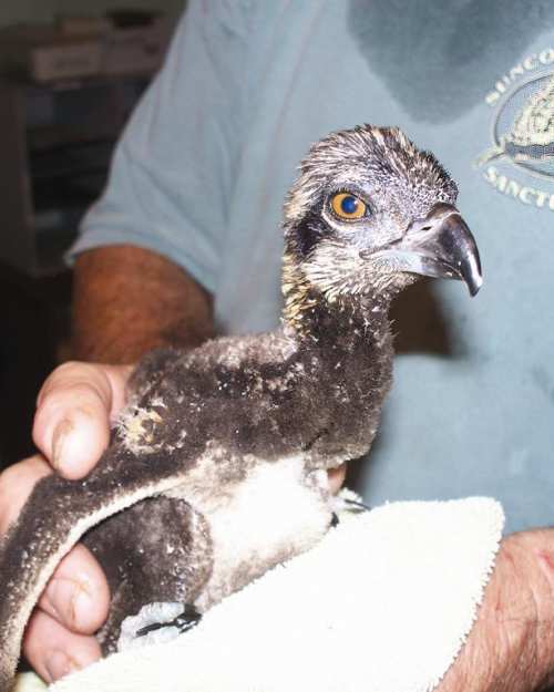 A baby Osprey at Suncoast Seabird Sanctuary