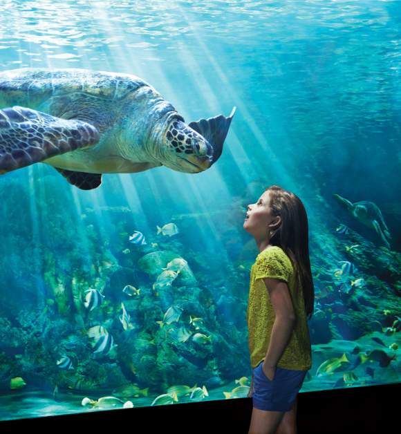 Young girl looking at a turtle at Turtle Trek in SeaWorld® Orlando