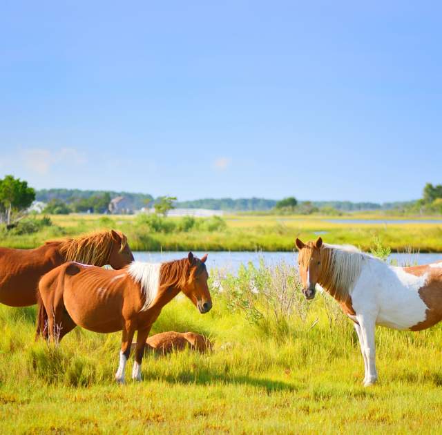 10 Places To Explore Wildlife in Ocean City, MD