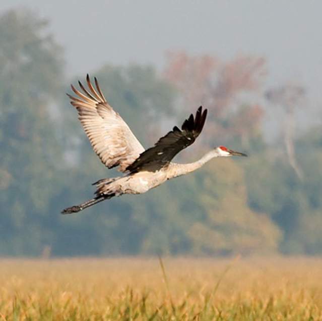 Jasper-Pulaski-Wildlife-Sandhill-Cranes