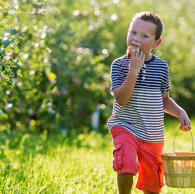 Boy in a striped shirt holding a basket and eating an apple from Northwest Indiana Orchards