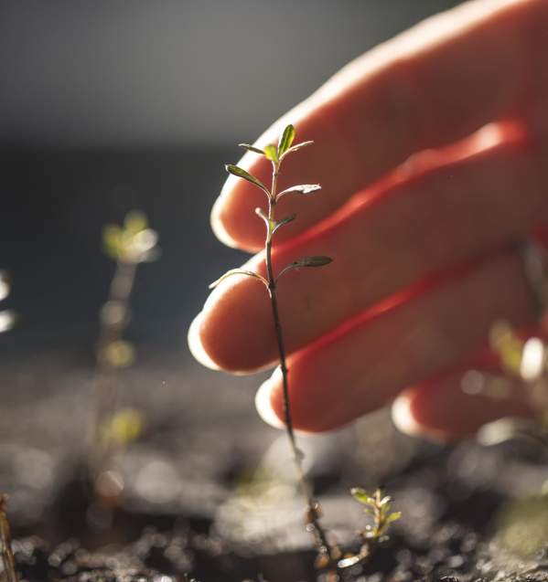 Hand touching a native seedling plant