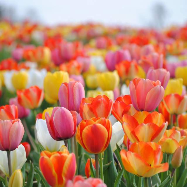 Tulips Burnside Farms