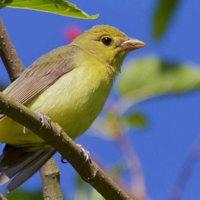 A Yellow Warbler pauses long enough for birdwatchers to get a good look.