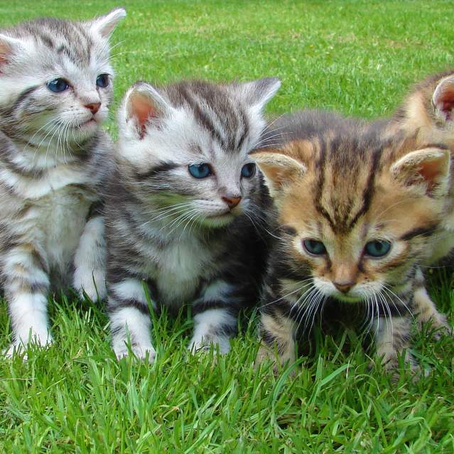 Kittens