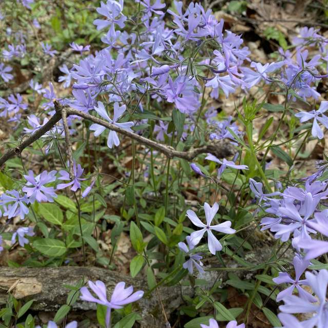 Blue Phlox Flowers