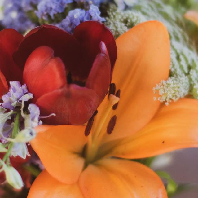 Close up of flowers