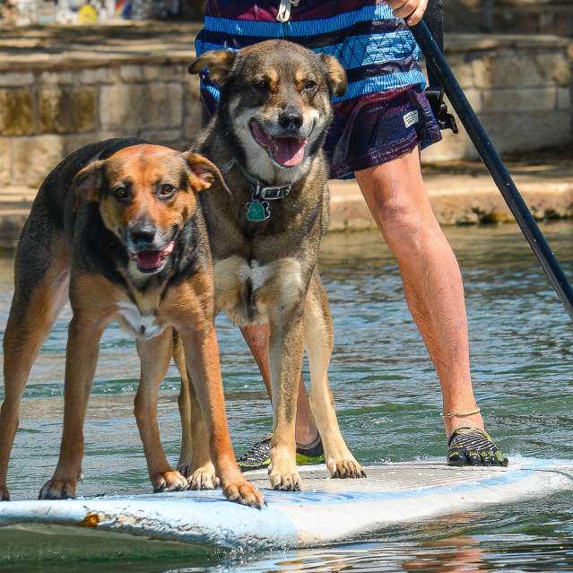 Two dogs on stand up paddleboard