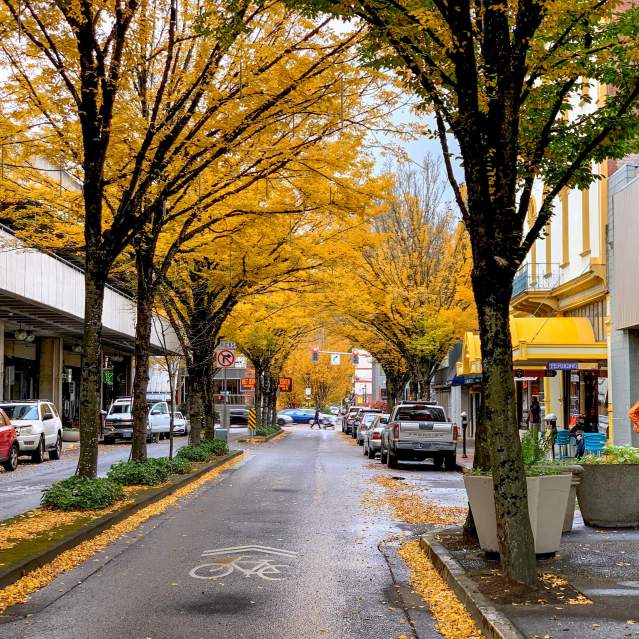 Downtown Eugene rainy street covered in yellow leaves in the fall.