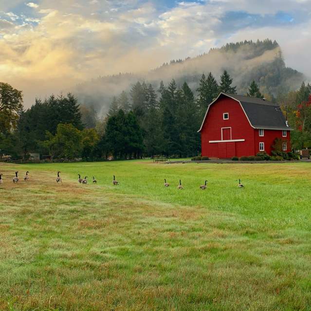 A red barn, a green field full of geese and a foggy mountain with fall colors fills this photo.