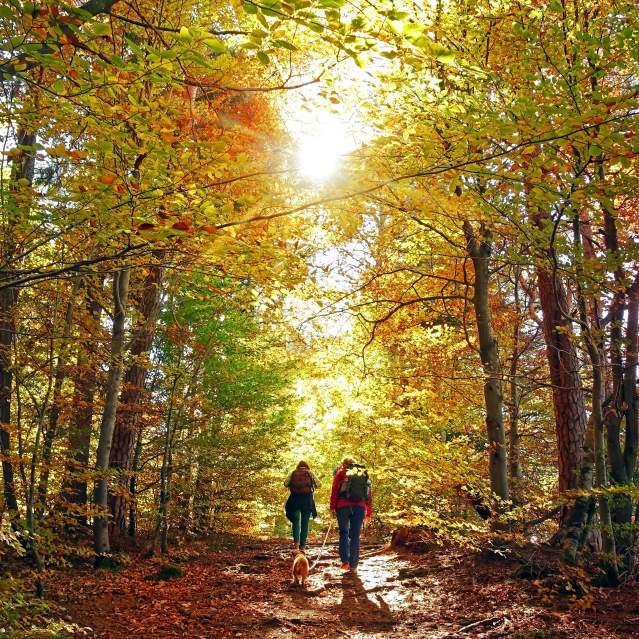 couple hiking on a trail in the forest with a small dog during Autumn