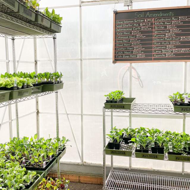 A green house full of starter plants in the sunshine.