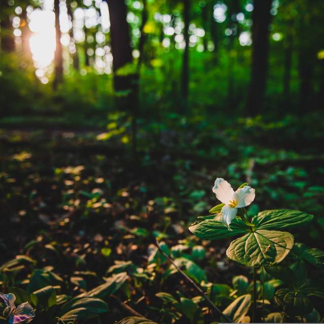 Trillium on trail