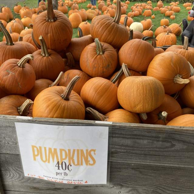 Me & Moore Farm Pumpkins