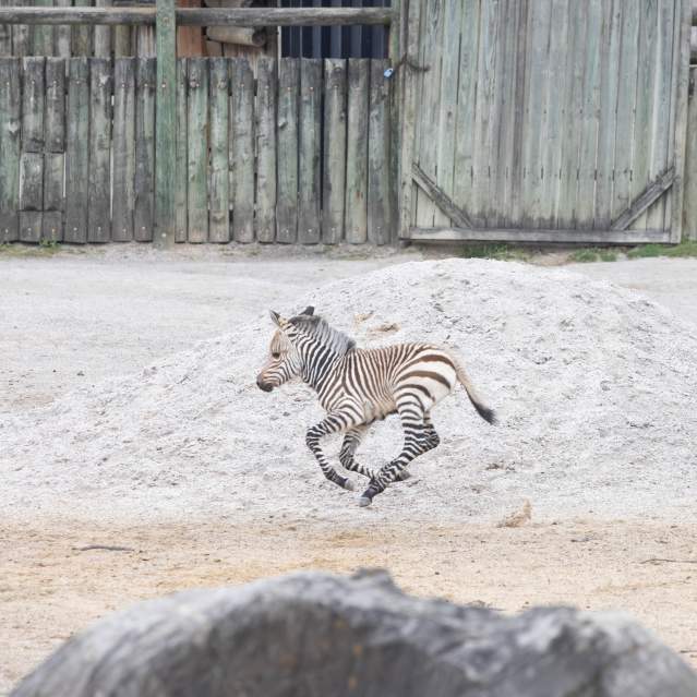 Zoo Zebra