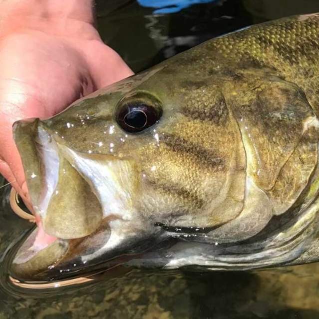 Smallmouth Bass