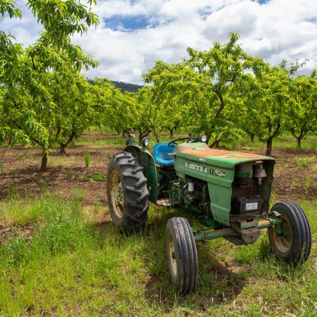 Tractor in Orchard