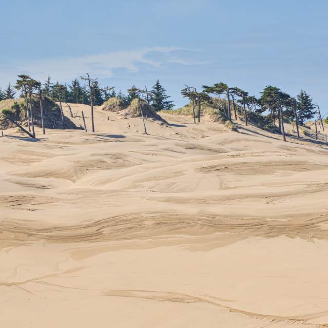 Wind swept sand dunes with trees at the top of the ridge.