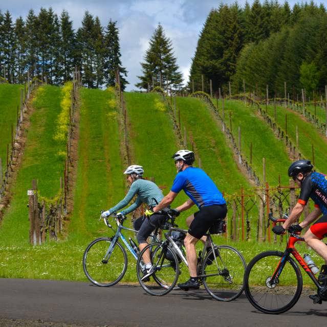Three cyclists ride past a vineyard in the spring.