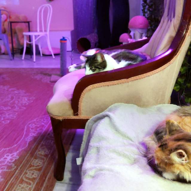 Scruffy Cat Cafe