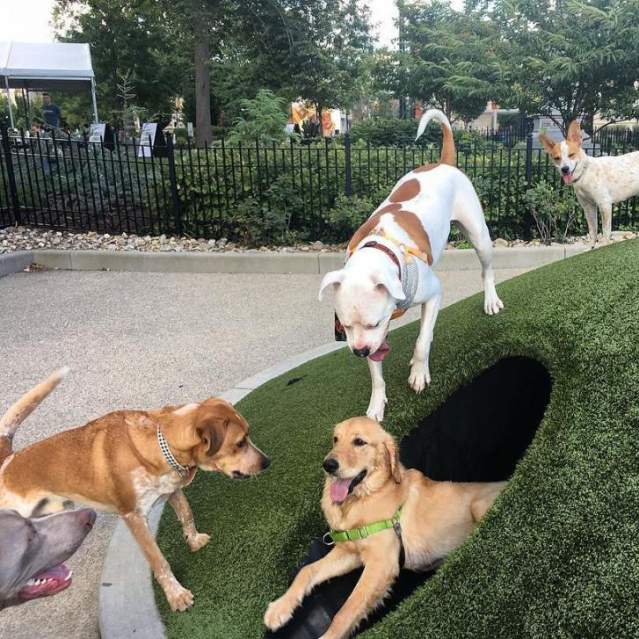 Dog park at Washington Park