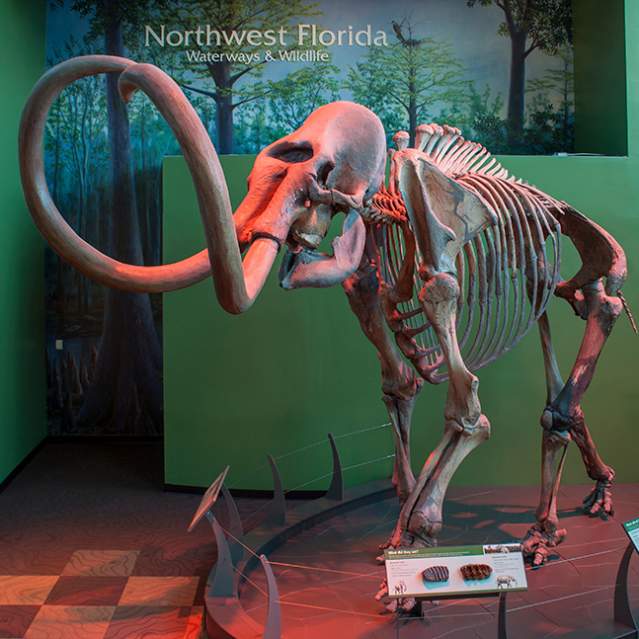 Florida fossil collection at the Florida Museum of Natural History, courtesy Florida Museum of Natural History