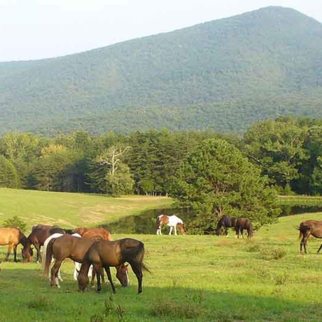 Serene and Secluded Fort Valley, Virginia