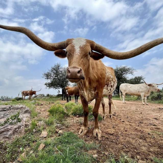 Bull with long horns