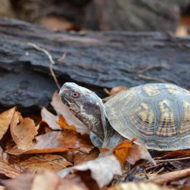 Eastern Box Turtle