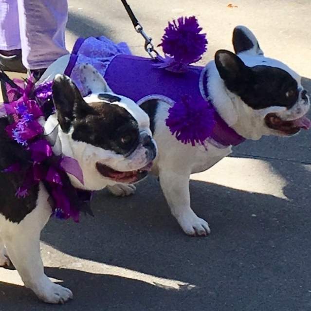 ​Mardi Growl Pet Parade