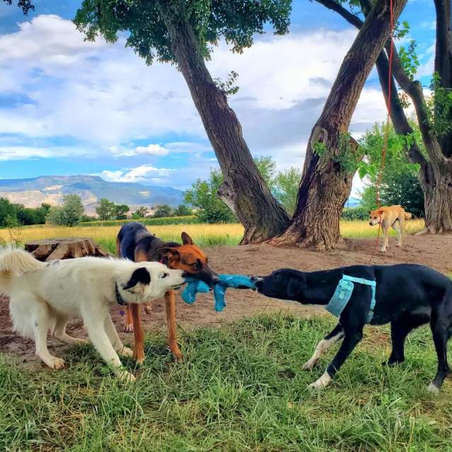 Three Dogs Playing Tug a War