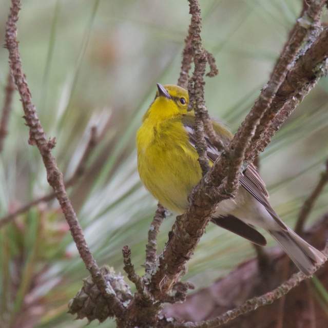 A Tennessee Warbler in a pine tree near Knoxville, TN