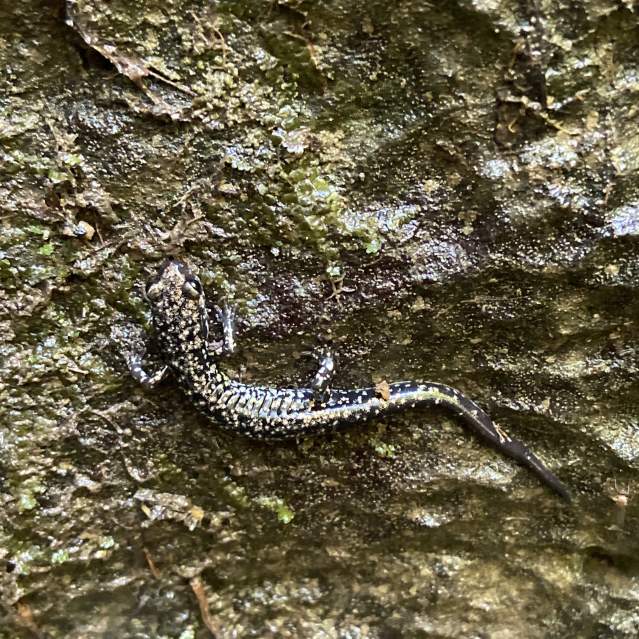 Slimey Salamander