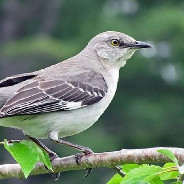 Mockingbird