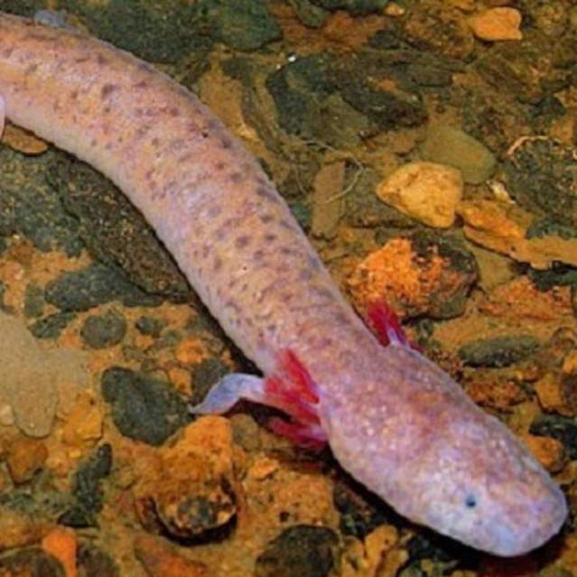 Tennessee Cave Salamander | Photo credit Matt Niemiller