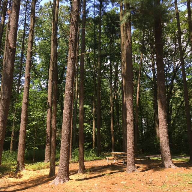 Pine Plantation Trail in Kings Gap