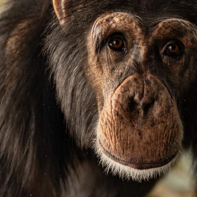 Indianapolis Zoo - Chimps - TTD Header