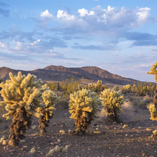 Bigelow Cholla Garden Wildnerness Area - Mojave Trails National Monument