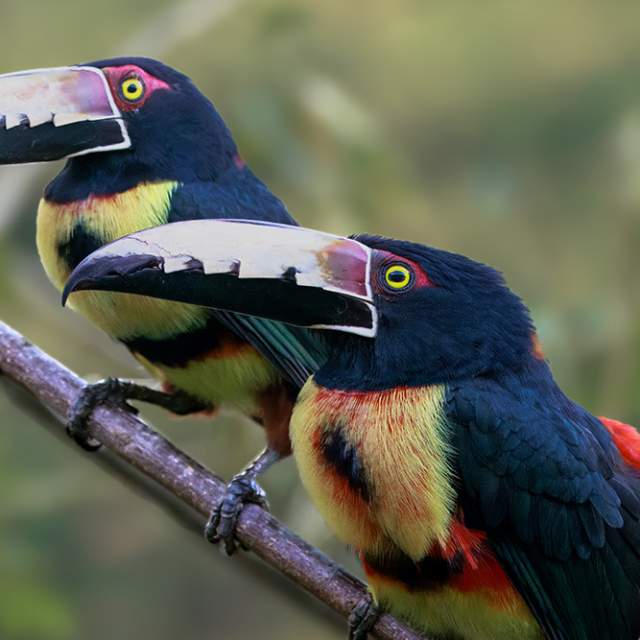 Two colorfully feathered birds, probably Aracari toucans, perched on a branch in Panama City, Panama.