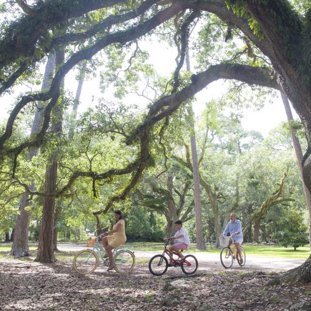 three children riding bicycles under a large Oak tree