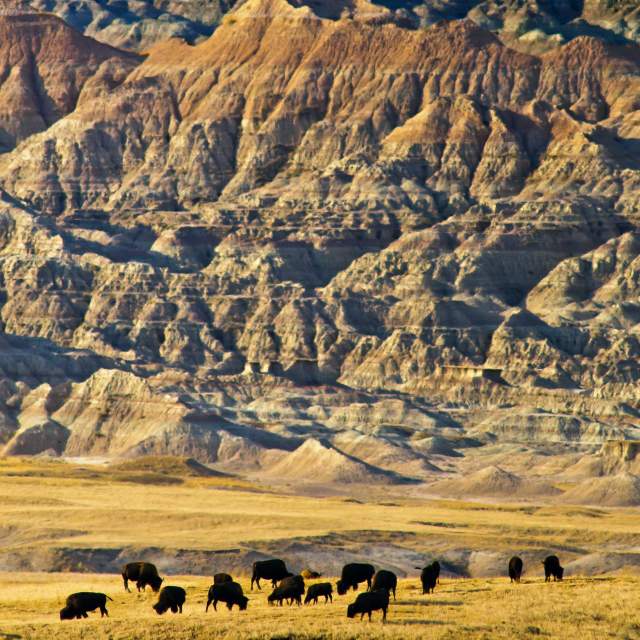 Bison in Badlands National Park